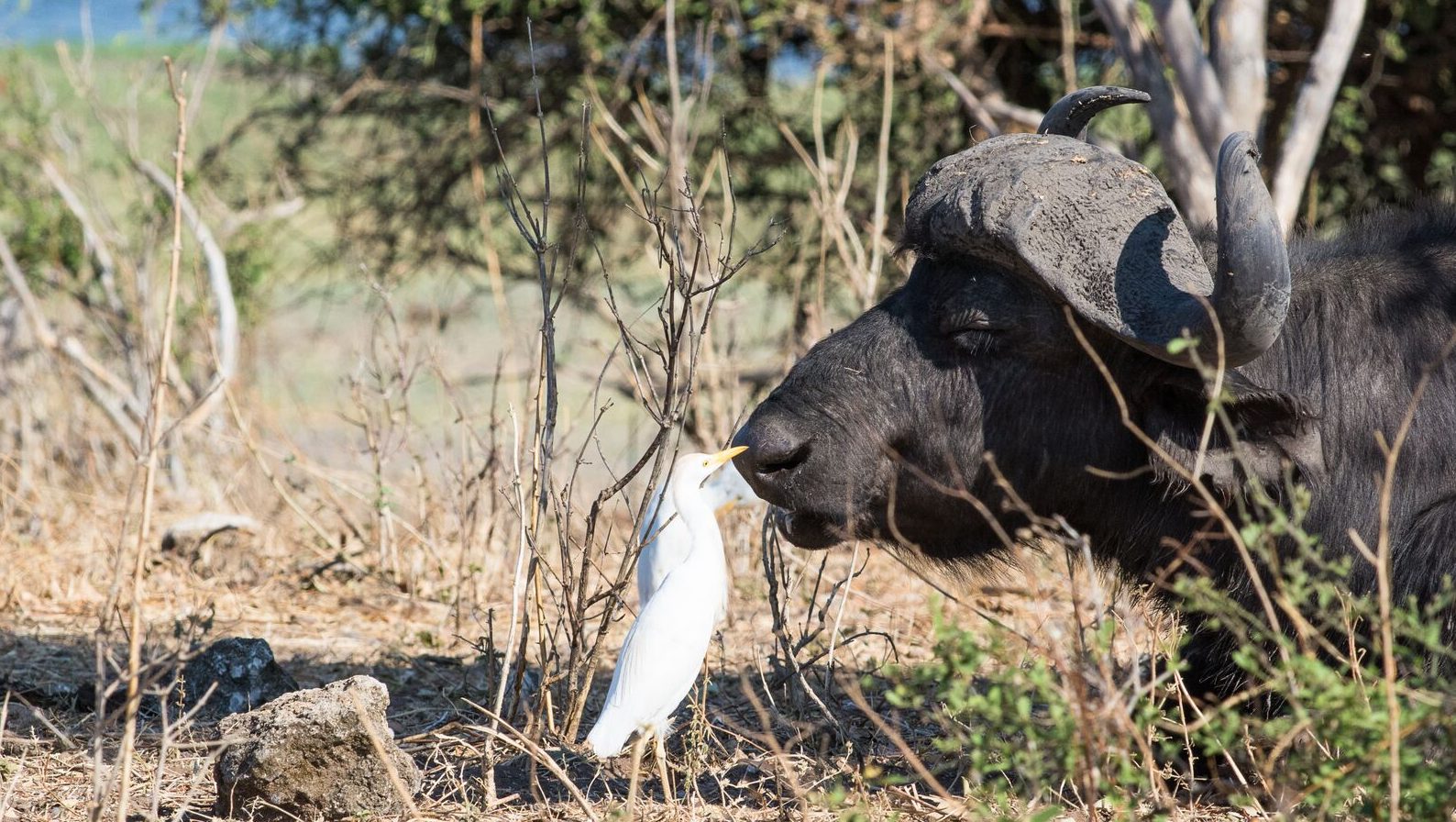 buffel en vogel - Botswana