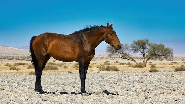 Desert Horse Aus Namibie Rondreis Op Maat Specialist