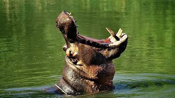 Hippo met open bek St Lucia 615