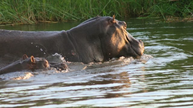 Nijlpaarden Panhandle - Botswana Rondreis Op Maat Specialist