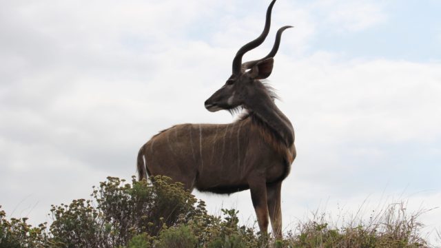 Kudu Krugerpark Familie de Jager Rondreis Op Maat Specialist