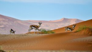 Kalahari Highlight Namibie Rondreis Op Maat Specialist