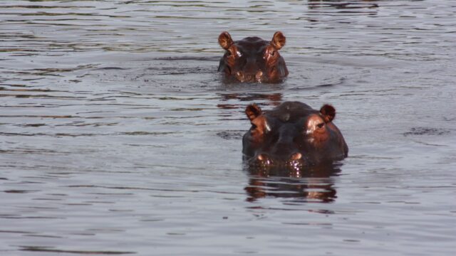 Nijlpaarden Zuid-Afrika Rondreis Op Maat Specialist
