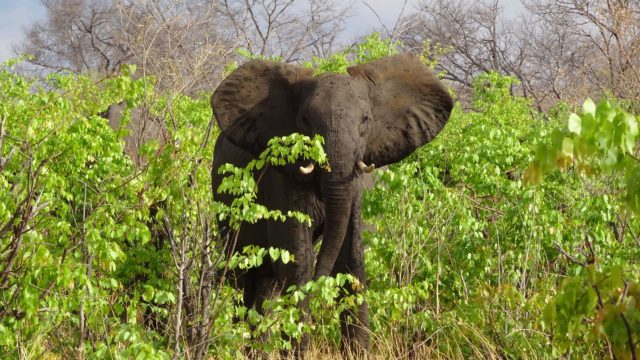 Olifant Savuti Botswana Rondreis Op Maat Specialist