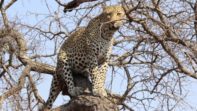 Zuid-Afrika luipaard Rondreis Op Maat Specialist