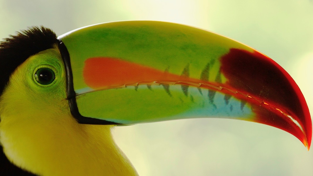 Reizen op maat Costa Rica toucan
