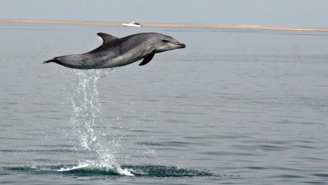 Dolfijn ecocruise in Gansbaai Rondreis Op Maat Specialist