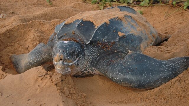 Avondtour naar Zeeschildpadden Suriname Rondreis Op Maat Specialist