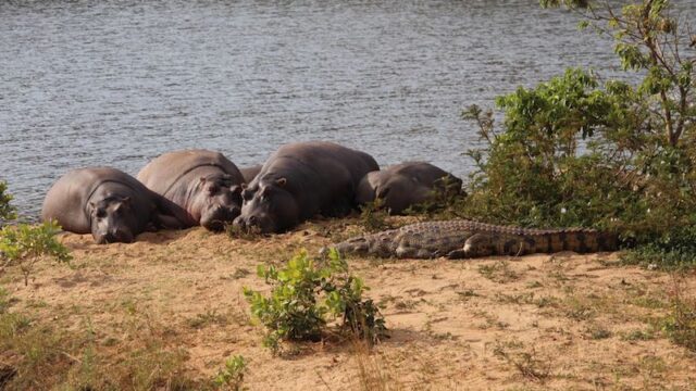 Zuid-Afrika Hippo & Croc boottocht Nijlpaarden Hippos Rondreis Op Maat Specialist