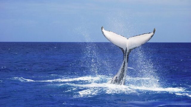 Whale St Lucia Zuid-Afrika Rondreis Op Maat Specialist