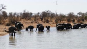 Badende olifanten Fam Ashouwer Zuid-Afrika Rondreis Op Maat Specialist