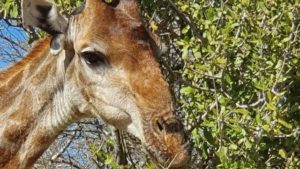Giraffe Fam Ashouwer Zuid-Afrika Rondreis Op Maat Specialist