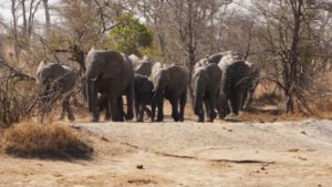 Kudde olifanten Fam Ashouwer Zuid-Afrika Rondreis Op Maat Specialist