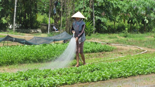 Vrouw groen Vietnam Rondreis Op Maat Specialist