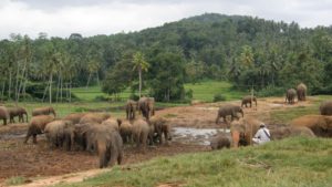 Olifantenweeshuis van Pinnawela Sri Lanka Rondreis Op Maat Specialist