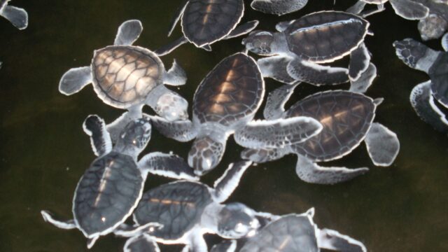 Bentota Schildpadden Sri Lanka Rondreis Op Maat Specialist