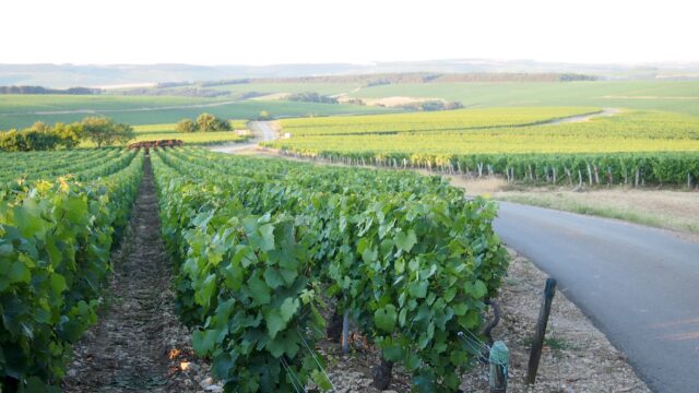 Bordeaux Wijnranken Frankrijk Europa Rondreis Op Maat Specialist