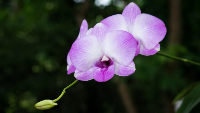 Orchidee Thailand Rondreis Op Maat Specialist