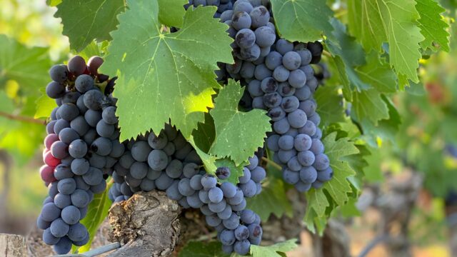 Wijnrank Italië Europa Rondreis Op Maat Specialist
