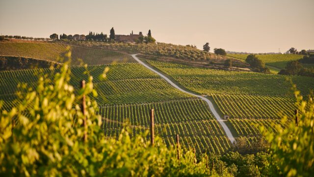 Wijnvelden Highlights Toscane Italië Europa Rondreis Op Maat Specialist