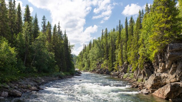 Dalarna bos Zweden Europa Rondreis Op Maat Specialist