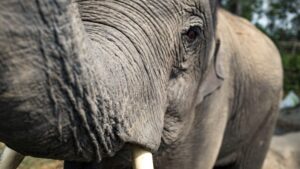Elephants World Thailand Rondreis Op Maat Specialist