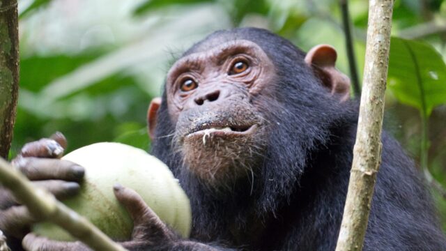 Chimpansee bij lake Tanganyika Tanzania Rondreis Op Maat Specialist