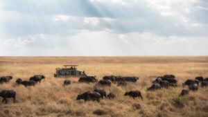 Safari Tanzania Rondreis Op Maat Specialist