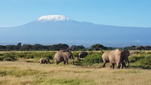 Familie Kalis olifanten Kenia Rondreis Op Maat Specialist
