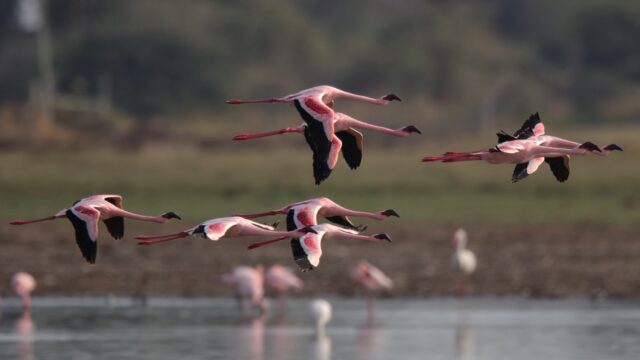 Flamingo's Kenia Rondreis Op Maat Specialist
