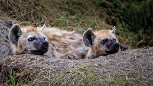 Hyena's Kenia Rondreis Op Maat Specialist