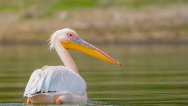 Kenia pelikaan Rondreis Op Maat specialist