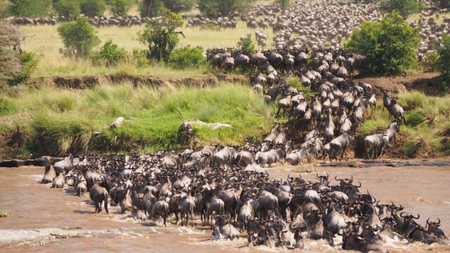 Masai Mara Kenia Rondreis Op Maat Specialist