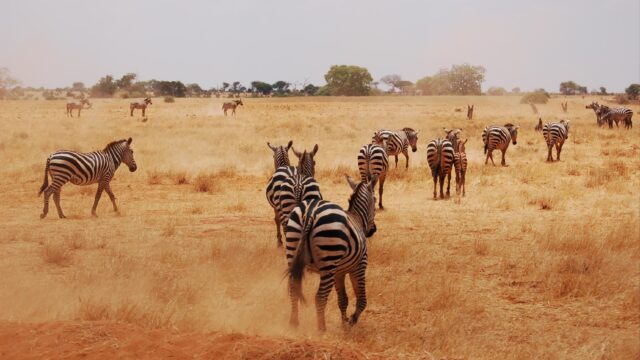 Tsavo Zebra Kenia Rondreis Op Maat Specialist