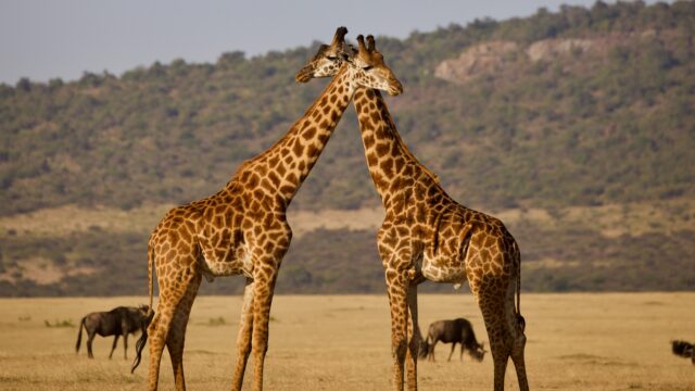 giraffen Highlights Tanzania Rondreis Op Maat Specialist