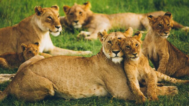 leeuwen Kenia Rondreis Op Maat Specialist
