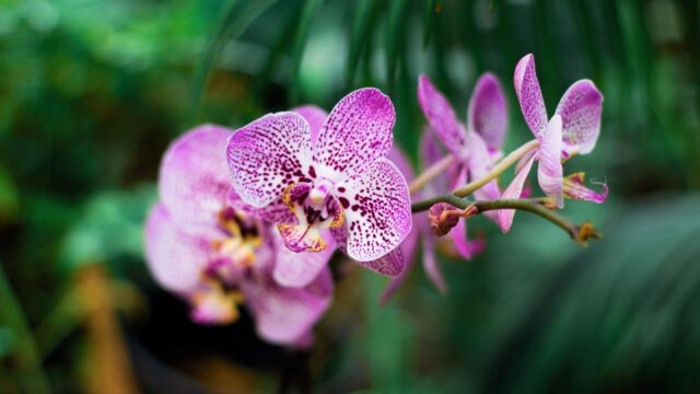 Orchidee Highlights Borneo West Maleisie Rondreis Op Maat Specialist