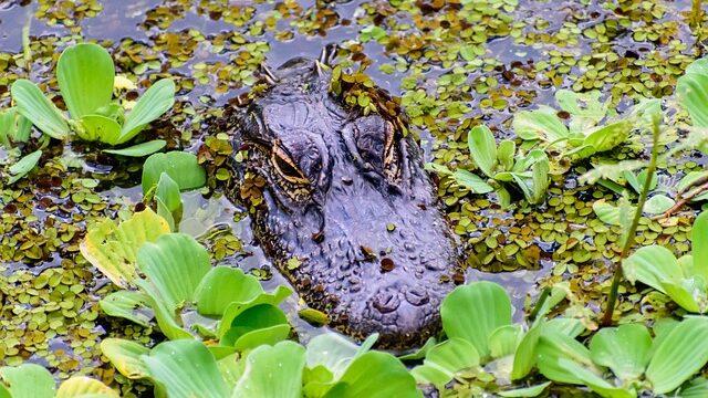 merika Everglades Alligator rondreis op maat specialist