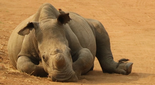 Reisverslag Zuid Afrika vdMeij Rondreis Op Maat Specialit