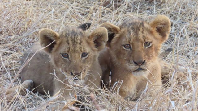 Reisverslag familie Brachten Zuid-Afrika Rondreis Op Maat Specialist