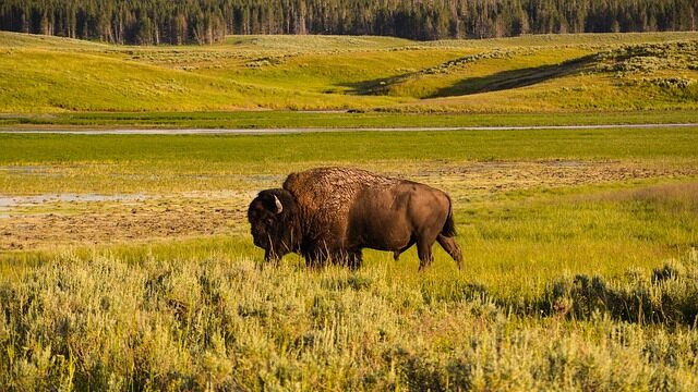 Amerika Yellowstone NP rondreis op maat specialist